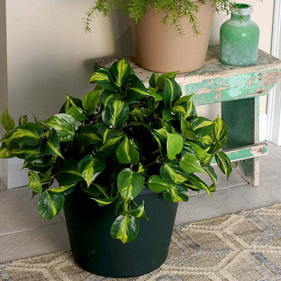 The HC Companies 12" Plastic Classic Flower Pot Planter, Orange (Open Box)
