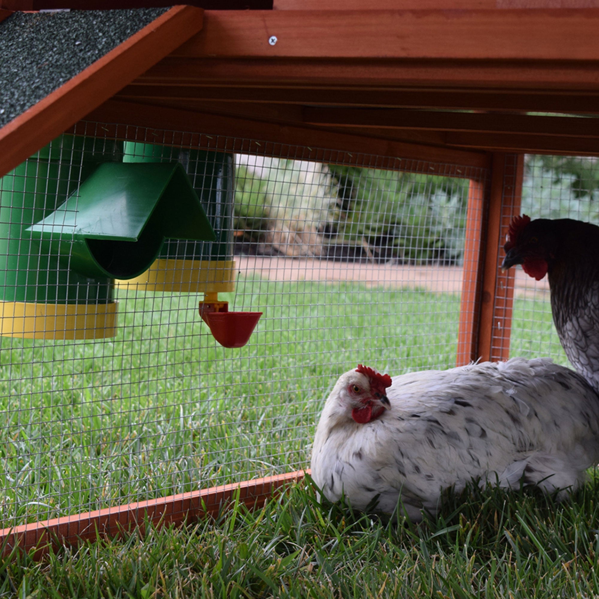 Rugged Ranch High End Hen Elevated 2 Gallon Poultry Waterer and 10 Pound Feeder