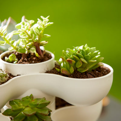 The HC Companies 8" Pixie Indoor Stacking Succulent Planter Pot (Open Box) - VMInnovations