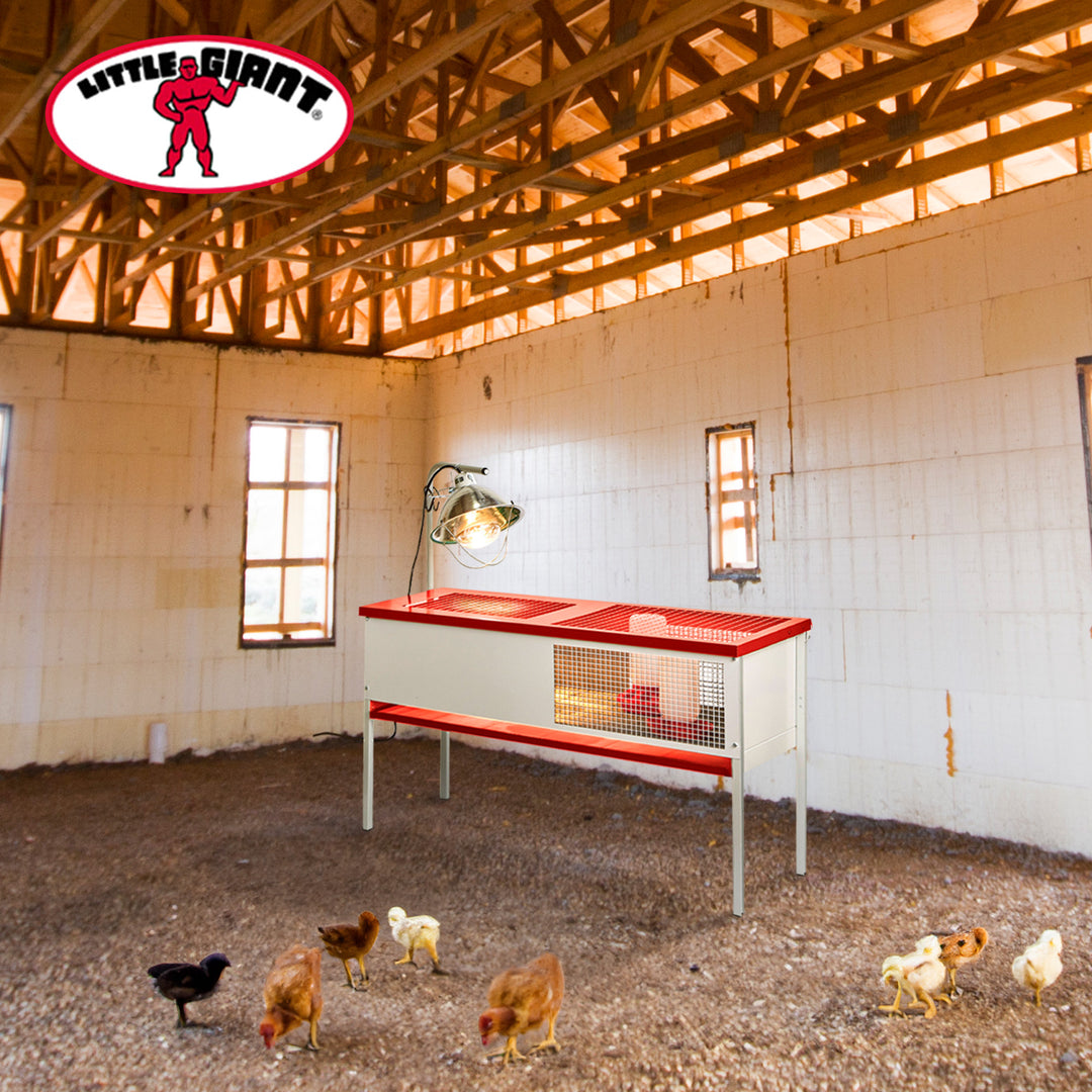 Little Giant Galvanized Steel Chick Brooder Box Enclosure with Litter Drop Pan - VMInnovations