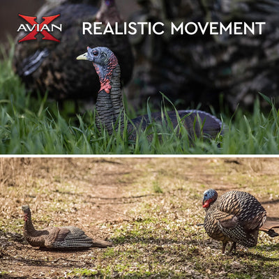 Avian-X AVX8011 Lifelike Collapsible Laydown Breeding Hen Turkey Hunting Decoy