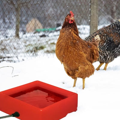 Farm Innovators 1.25 Gal 60W Electric Heated Chicken Pet Water Bowl (Open Box) - VMInnovations