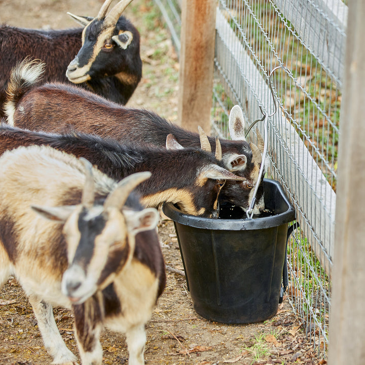 Farm Innovators FB-80R Rubber 3 Gal Flat Back Heated Bucket, 70 Watt(Open Box)