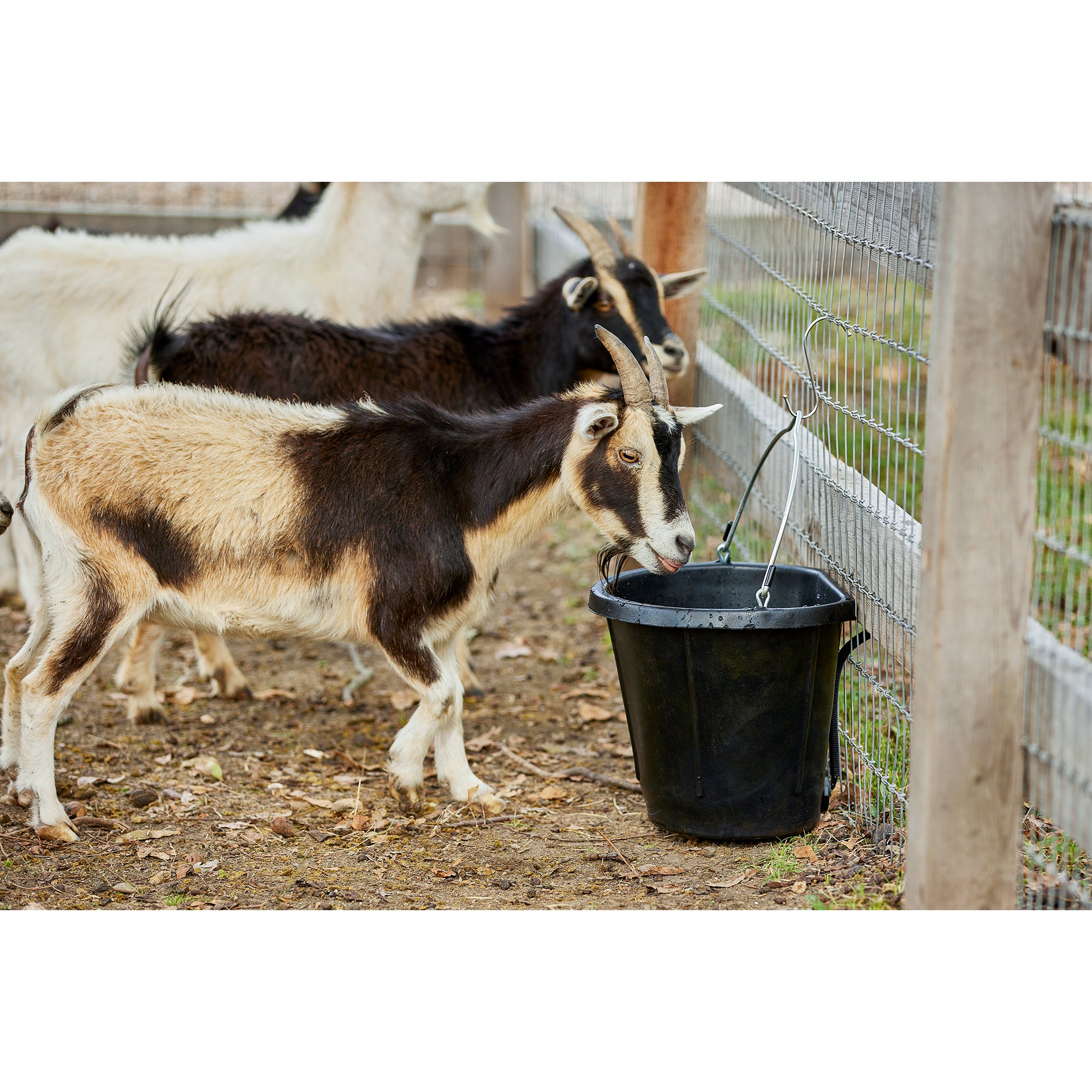 Farm Innovators FB-80R Rubber 3g Flat Back Heated Bucket, 70 Watt, Black (Used) - VMInnovations
