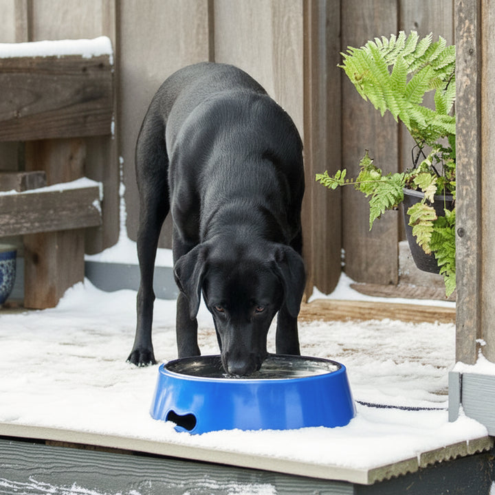 Farm Innovators Signature Series 3QT Heated Pet Bowl with Stainless Steel Insert