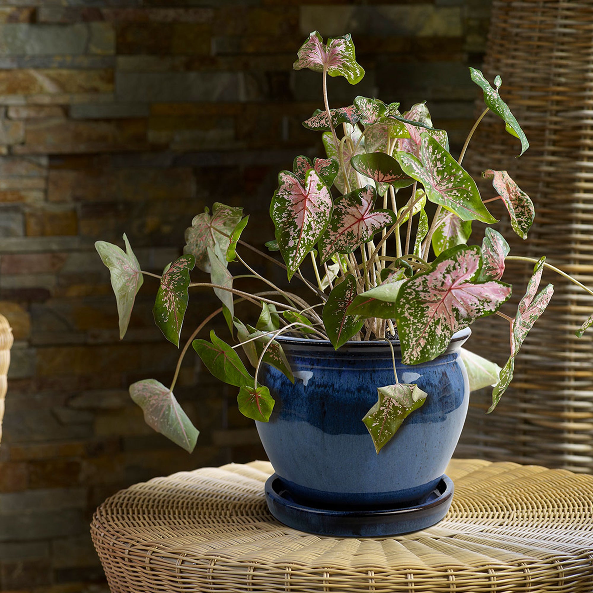 Southern Patio Wisteria 12 Inch Diameter Ceramic Planter Pot with Saucer, Blue - VMInnovations