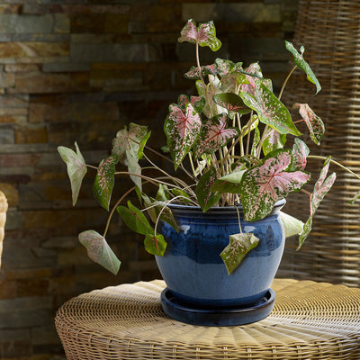 Southern Patio Wisteria 12 Inch Diameter Ceramic Planter Pot with Saucer, Blue - VMInnovations