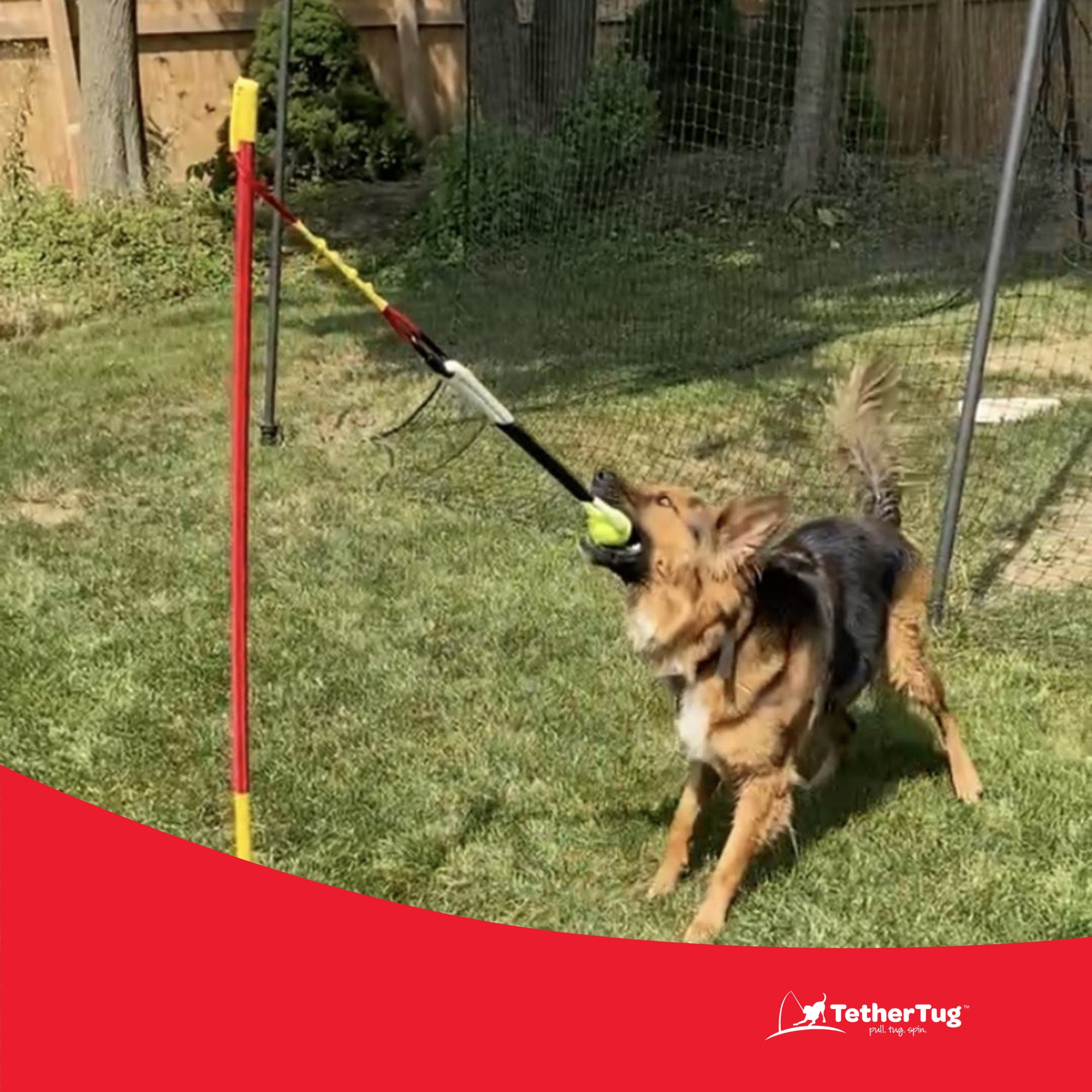 Tether Tug Tennis Ball Rope Toy for Big Dogs Over 70 Pounds (Used)