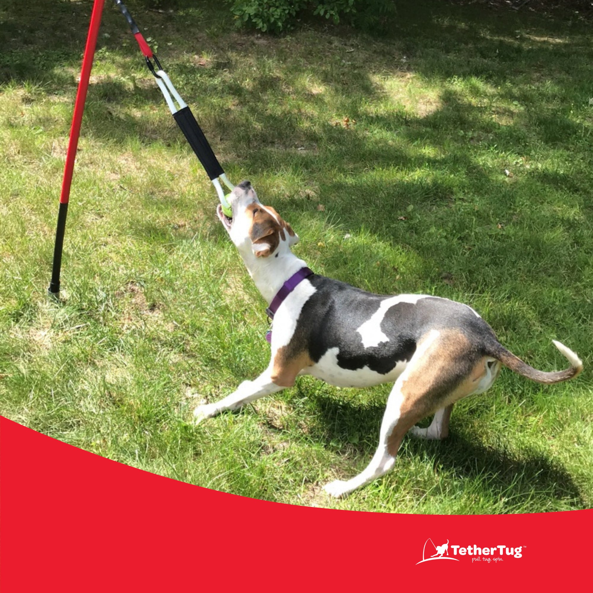 Tether Tug Tennis Ball Rope Toy for Big Dogs Over 70 Pounds (Used)