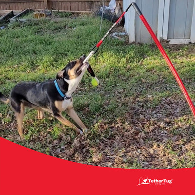 Tether Tug Tennis Ball Rope Toy for Big Dogs Over 70 Pounds (Used)