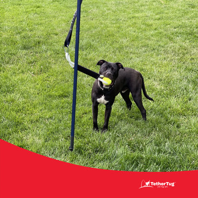Tether Tug Tennis Ball Rope Toy for Big Dogs Over 70 Pounds (Used)