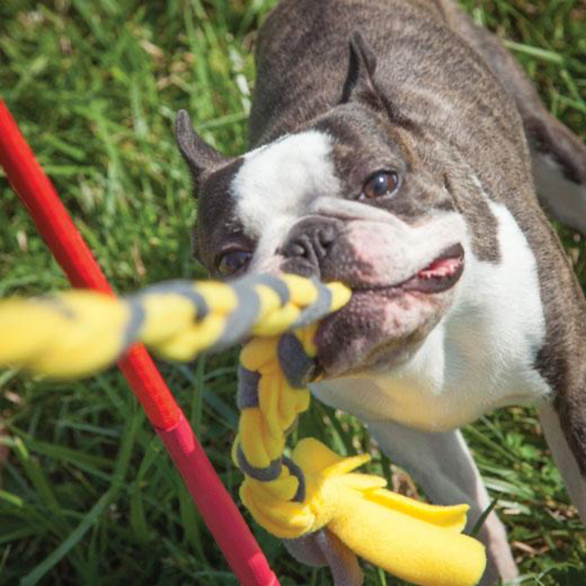 Tether Tug Interactive Indoor Outdoor Pole Rope Toy for Small Dogs Under 35 lbs