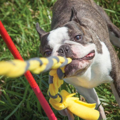 Tether Tug Interactive Indoor Outdoor Pole Rope Toy for Small Dogs Under 35 lbs