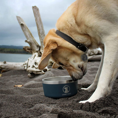 Lucky Dog INDULGE Double Wall Stainless Steel Dog Bowl, 8 Cup, 64 Oz (Open Box)