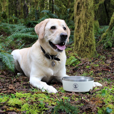 Lucky Dog INDULGE Double Wall Stainless Steel Dog Bowl, 8 Cup, 64 Ounce, Beige