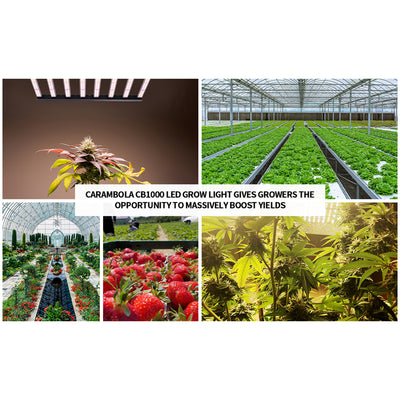 Carambola CB1000 47 x 43 Inch CO2 Pro 1,000 W Broad Spectrum LED Growing Light