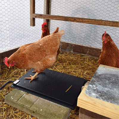 Farm Innovators 19 x 13 In Heated Chicken Mat for Coops & Nesting Areas (2 Pack)