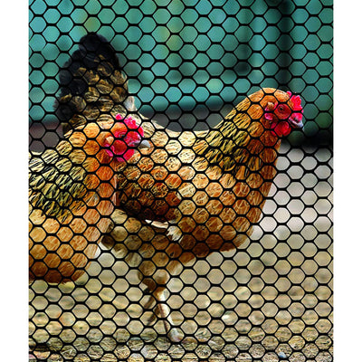 Tenax Plastic Poultry Fence Lightweight Garden Netting, 4' x 50' Roll, Black