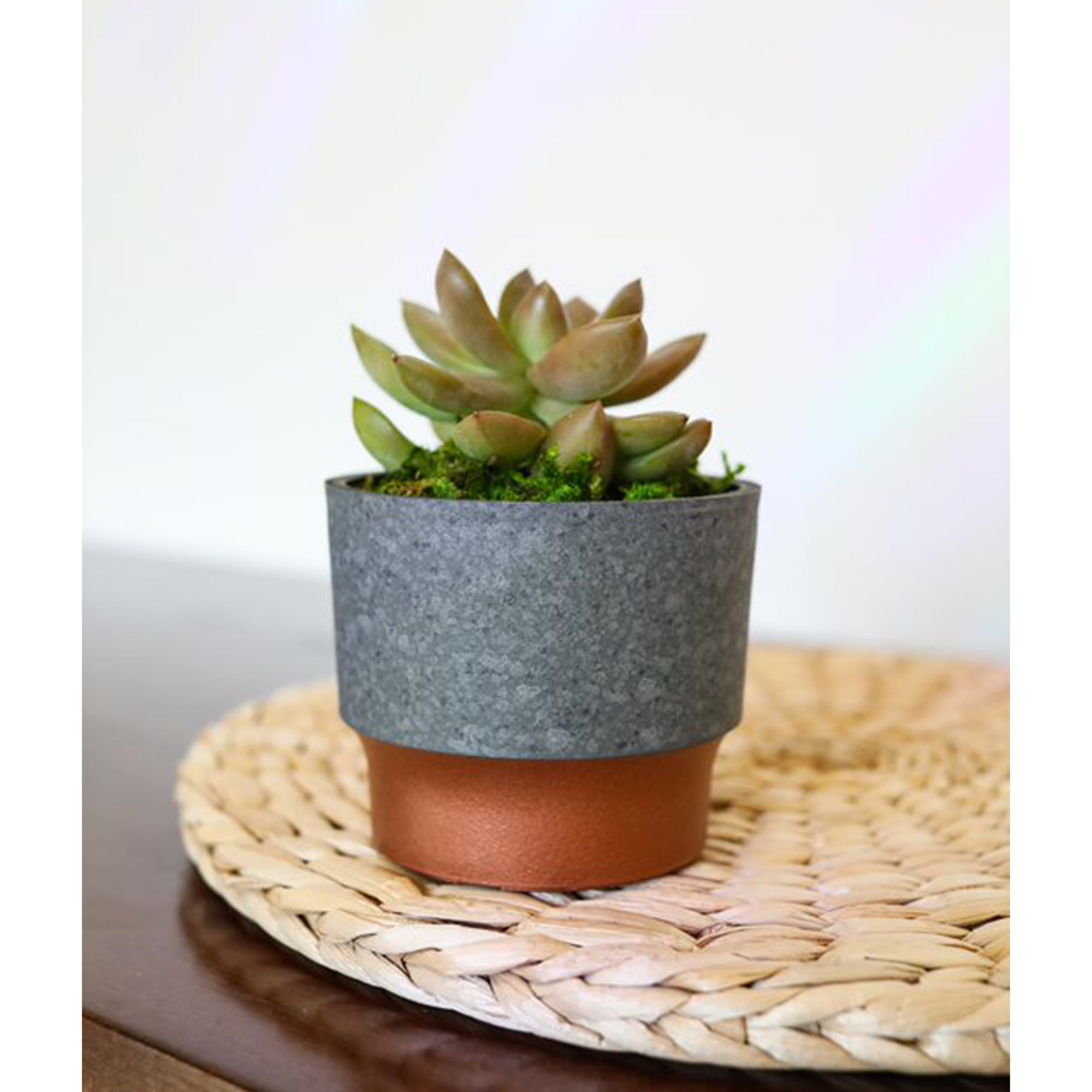 3" Sprite Indoor Succulent Planter Pot, Faux Concrete Copper (Open Box) - VMInnovations