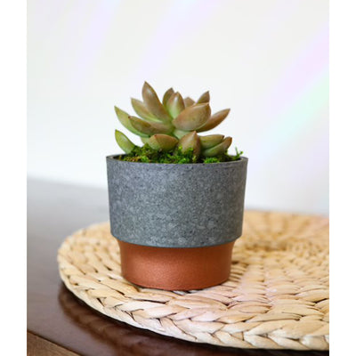 3" Sprite Indoor Succulent Planter Pot, Faux Concrete Copper (Open Box) - VMInnovations