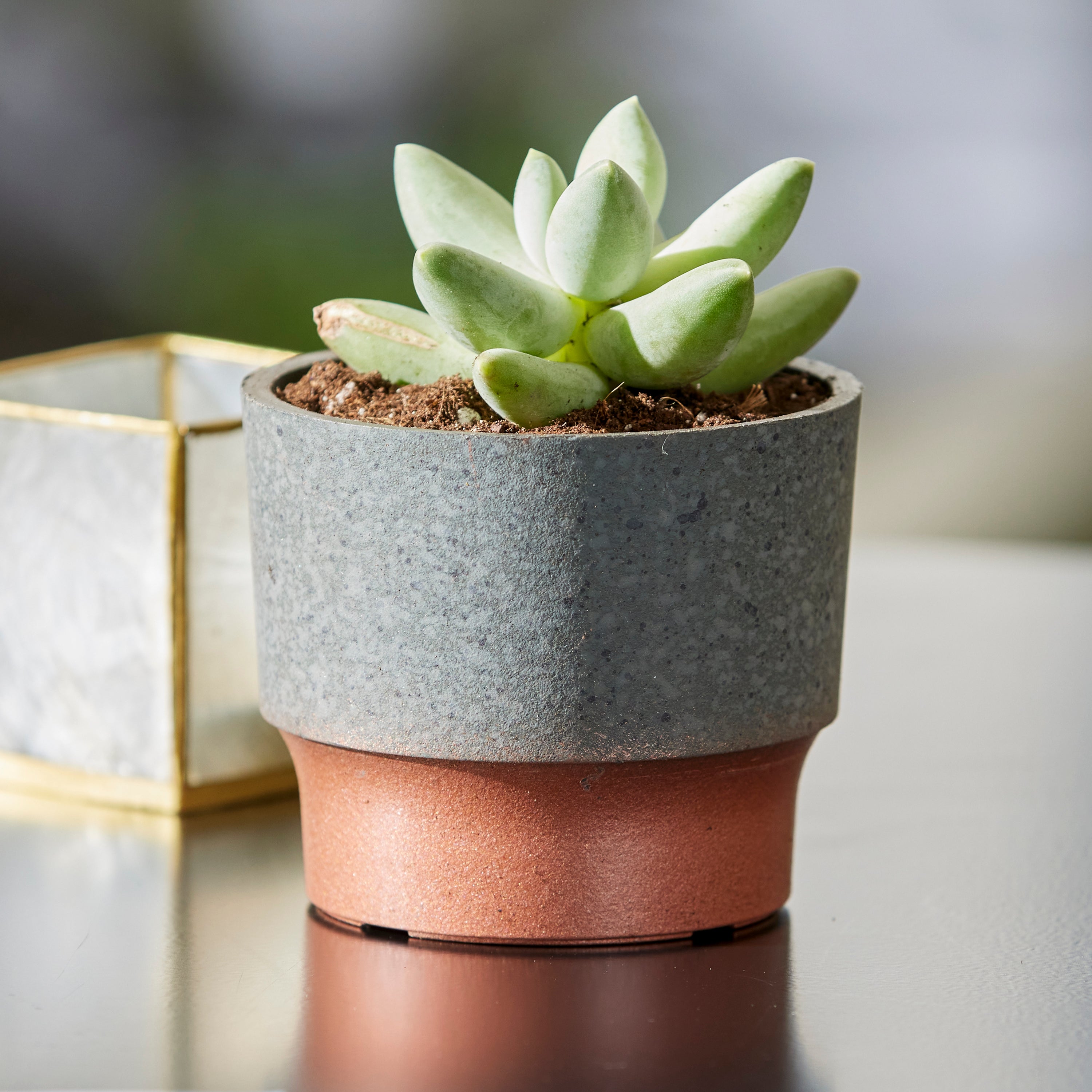 3" Sprite Indoor Succulent Planter Pot, Faux Concrete Copper (Open Box) - VMInnovations