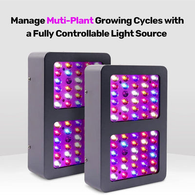 The BudGrower Complete Grow Tent Kit w/ Dual 300 Watt Light & Carbon Air Filters