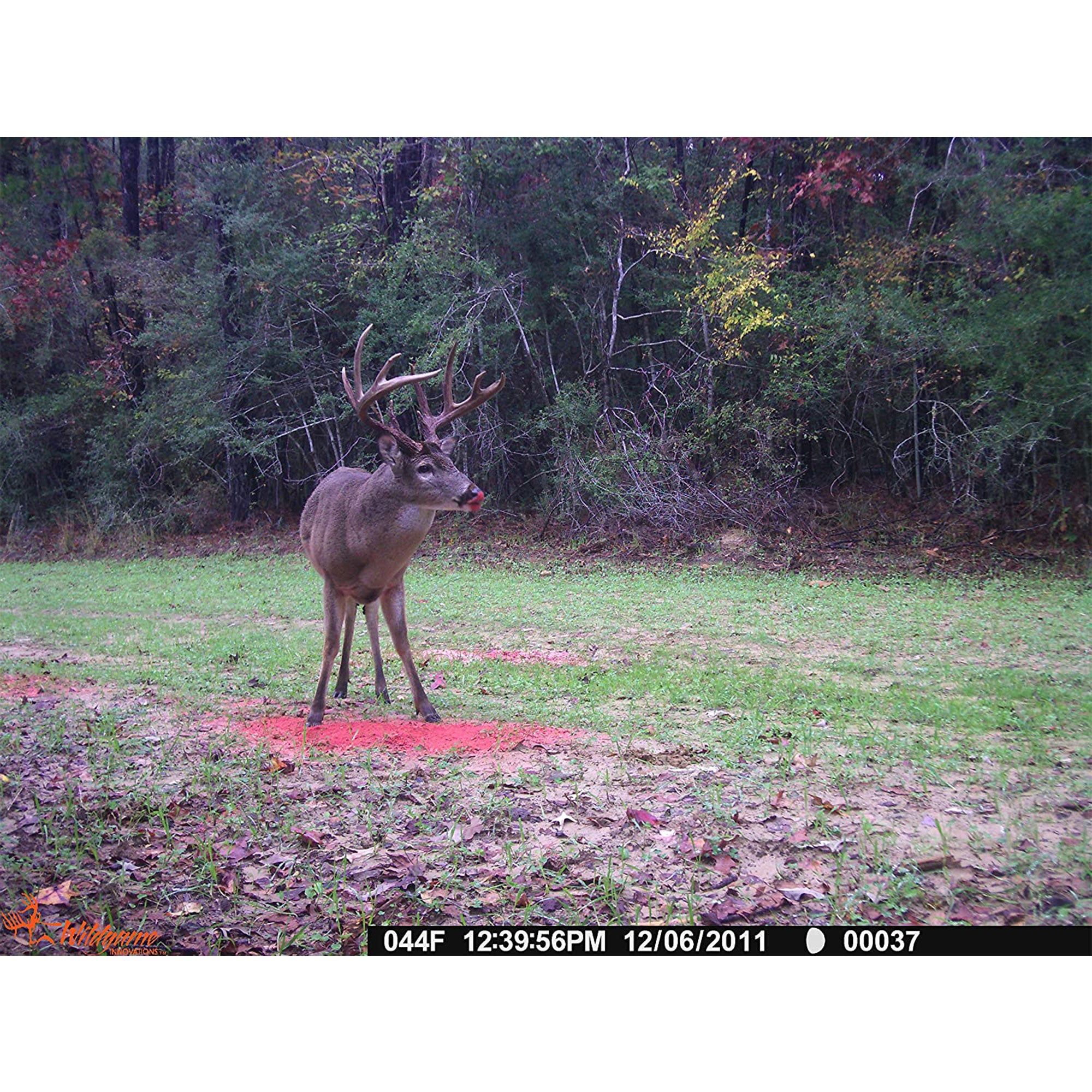 Wildgame Innovations Premium Sugarbeet Crushed Deer Attractant, 15 Pound Bag - VMInnovations