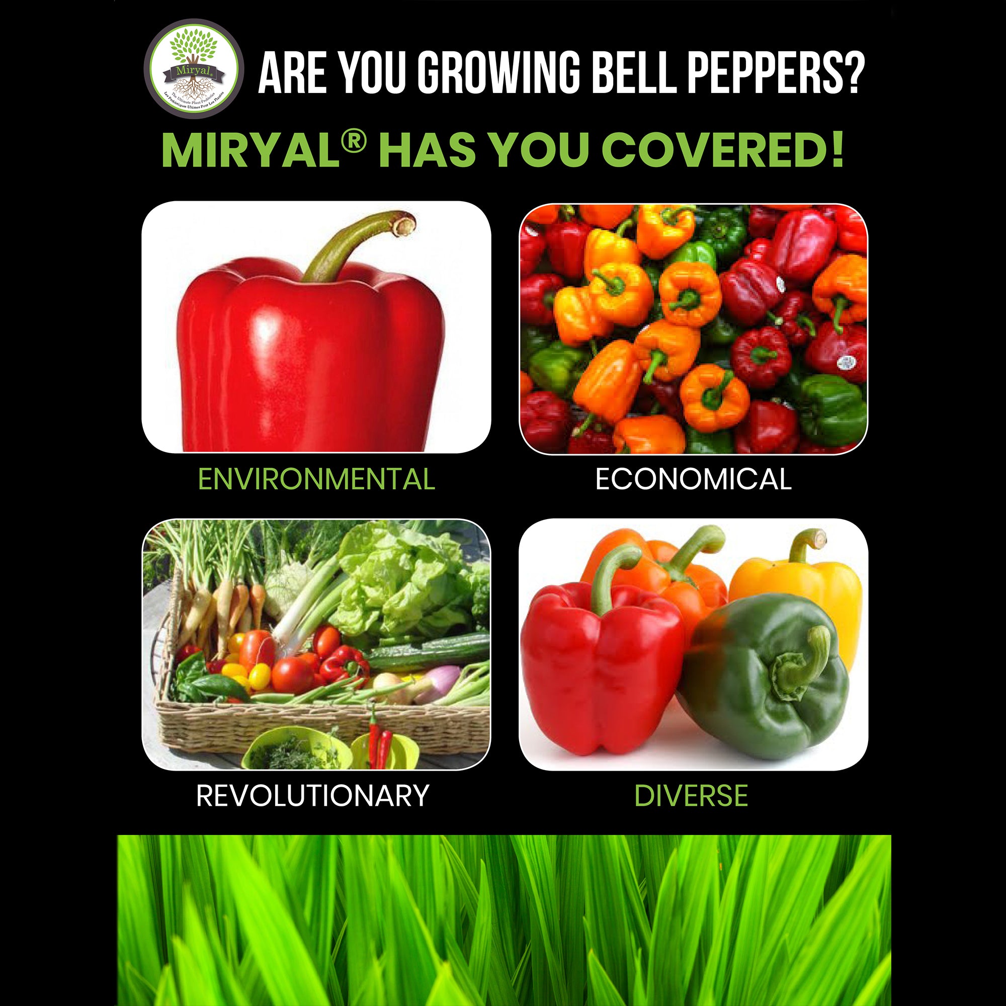 Algreen Miryal All In 1 Mycorrhizae Inoculant Plant Probiotic Soil Amendment - VMInnovations