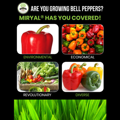 Algreen Miryal All In 1 Mycorrhizae Inoculant Plant Probiotic Soil Amendment - VMInnovations