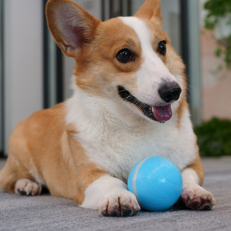 Cheerble Wicked Indoor Outdoor Self Propelling Dog Toy Ball, Blue (Open Box)