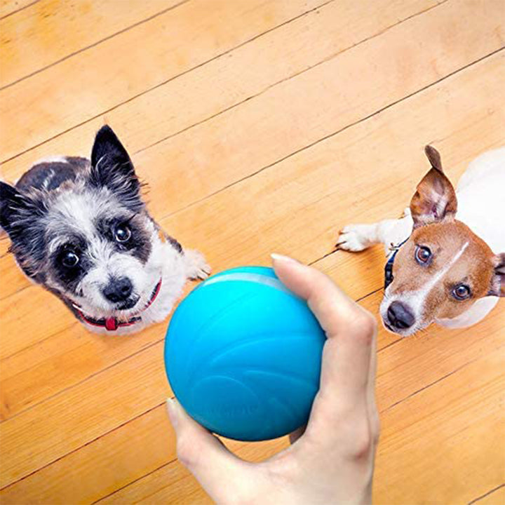 Cheerble Wicked Indoor Outdoor Self Propelling Dog Toy Ball, Blue (Open Box)