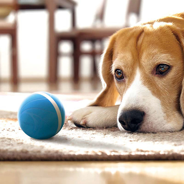 Cheerble Wicked Indoor Outdoor Self Propelling Dog Toy Ball, Blue (Open Box)