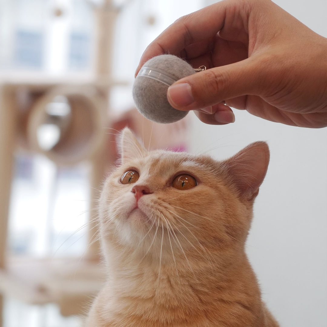 Cheerble Automatic Self Propelling 3 Speed Interactive Pet Cat Toy Ball, Green