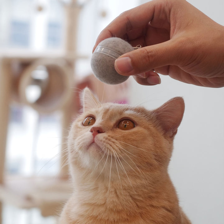 Cheerble Automatic Self Propelling 3 Speed Interactive Pet Cat Toy Ball, Green
