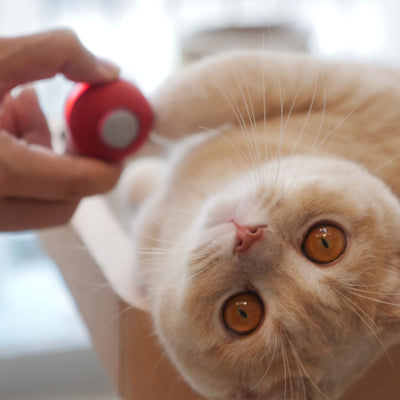 Cheerble Automatic Propelling 3 Speed Interactive Pet Cat Ball (Open Box)