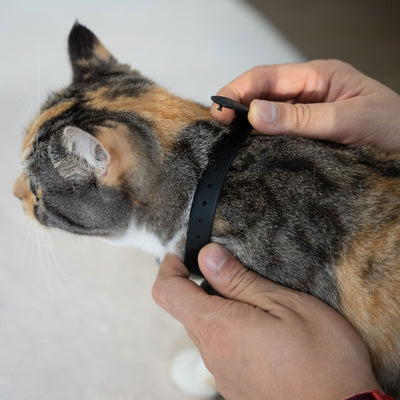 Cheerble KiTiDOT Amusing Collar Laser Cat Toy with Rechargeable Battery (Used)