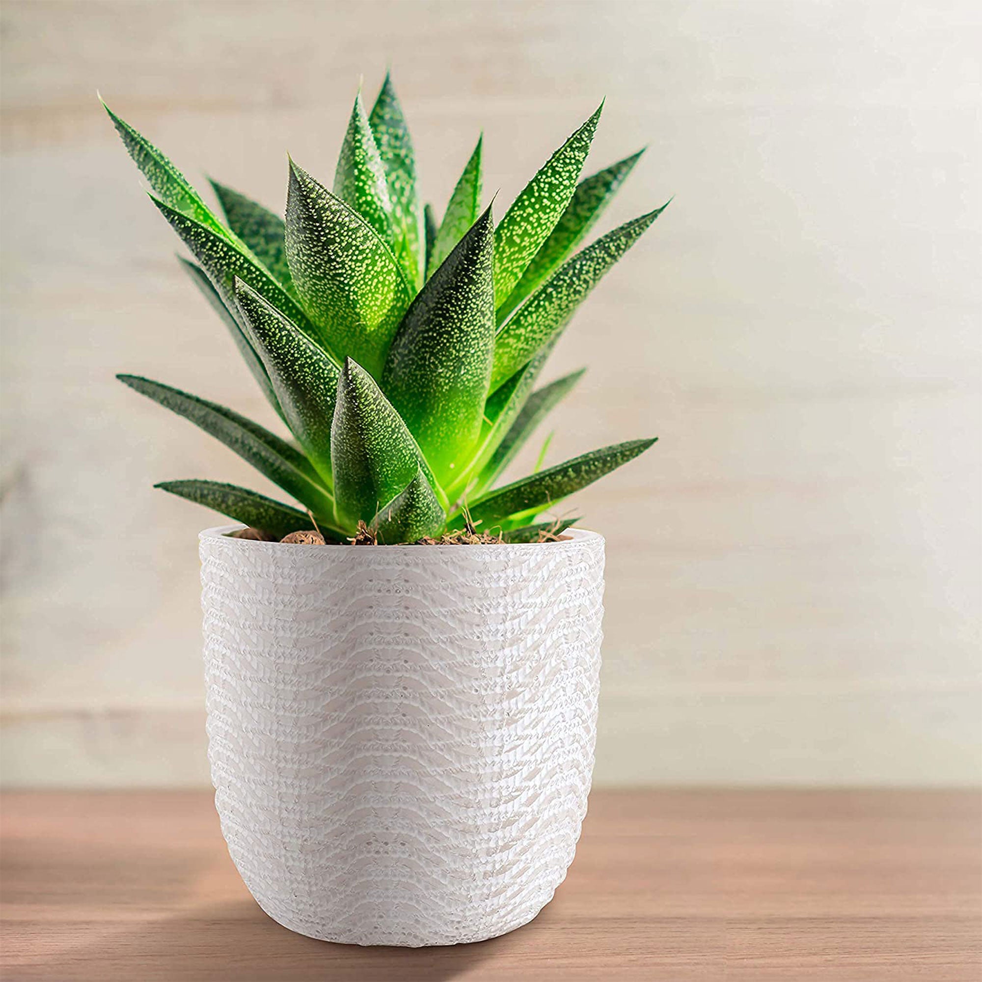 Inspirella 6.5 Inch Timeless Ceramic Round Succulent Plant Pot with Drainage
