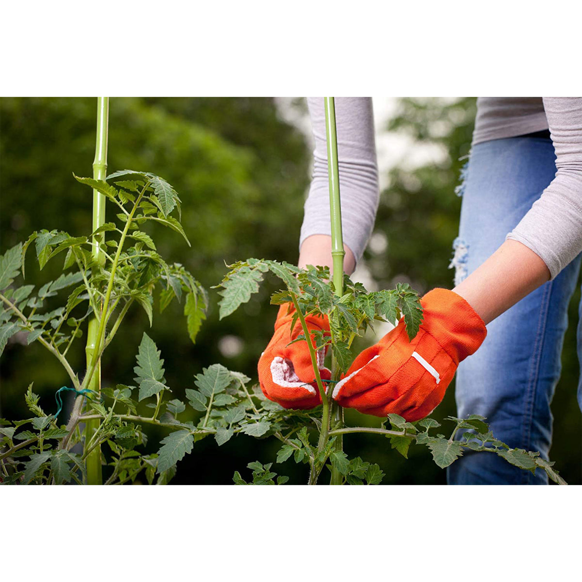 Purple Cow Organics Tomato Gro All Natural Activated Compost Plant Food (2 Pack)