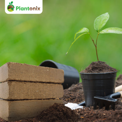 Plantonix Coco Bliss Premium Organic Coconut Coir Pith, 650GM Bricks (50 Pack) - VMInnovations