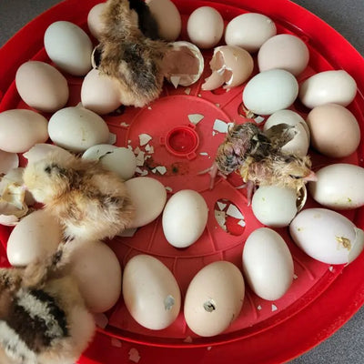 Rugg'EGG' Ranch 30 Egg Auto Turning Incubator w/Temp & Humidity Display (Used) - VMInnovations