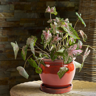 Southern Patio Wisteria 8" Round Ceramic Planter Pot with Saucer, Red (2 Pack) - VMInnovations