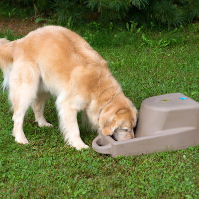 Dakota 283 Dash 5 Gallon Water Dispenser System for Dogs & Pets, Coyote Granite
