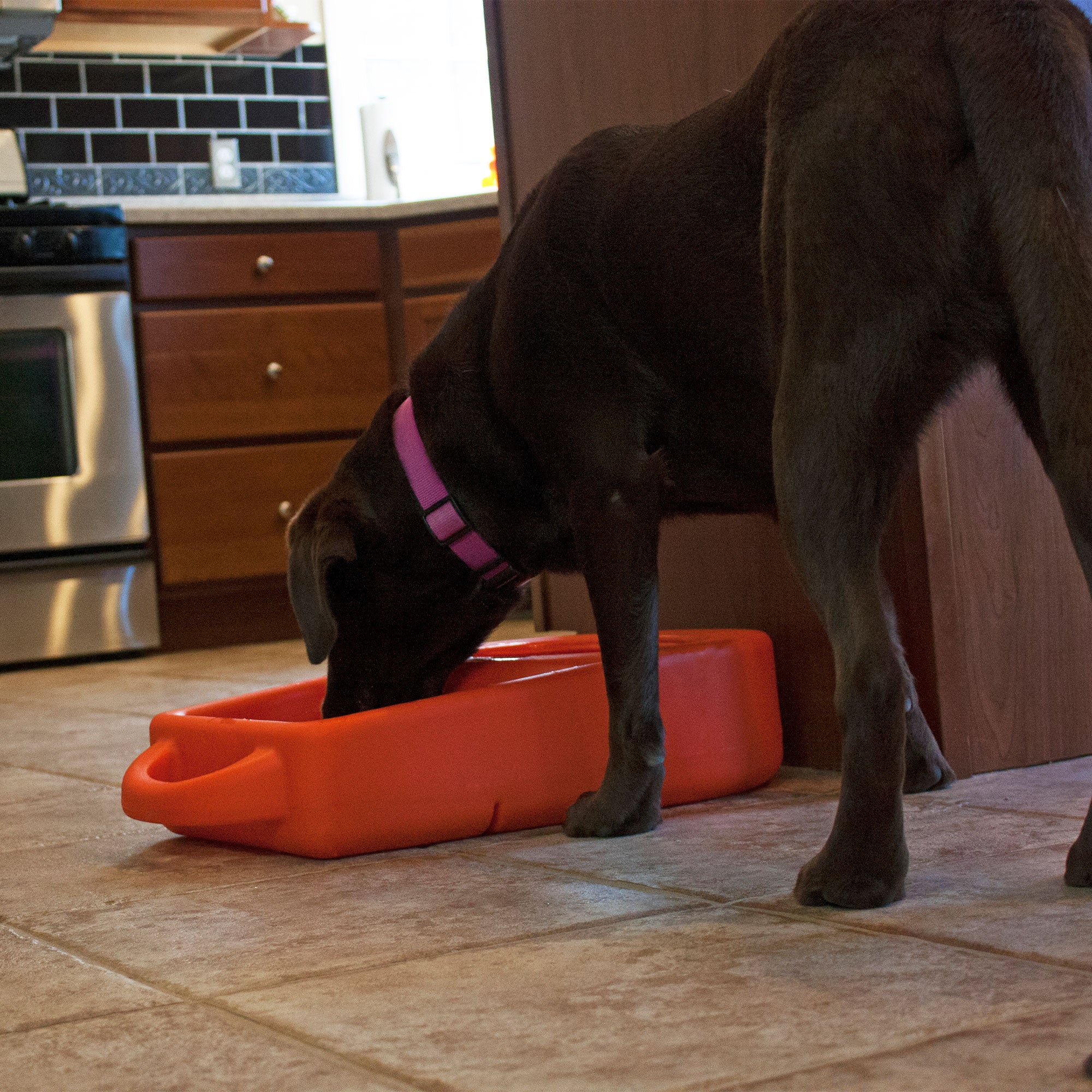 Dakota 283 Dine N Dash Large Pets Feeding and Watering System with Lid, Orange - VMInnovations