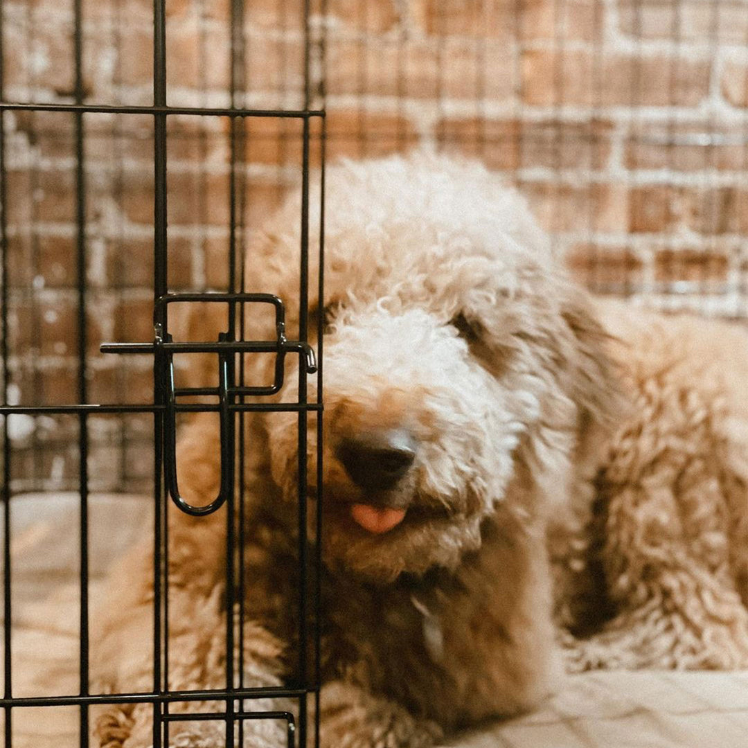 Lucky Dog Dwell Series 30" S/M Kennel Secure Fenced Pet Dog Crate, Black (Used) - VMInnovations