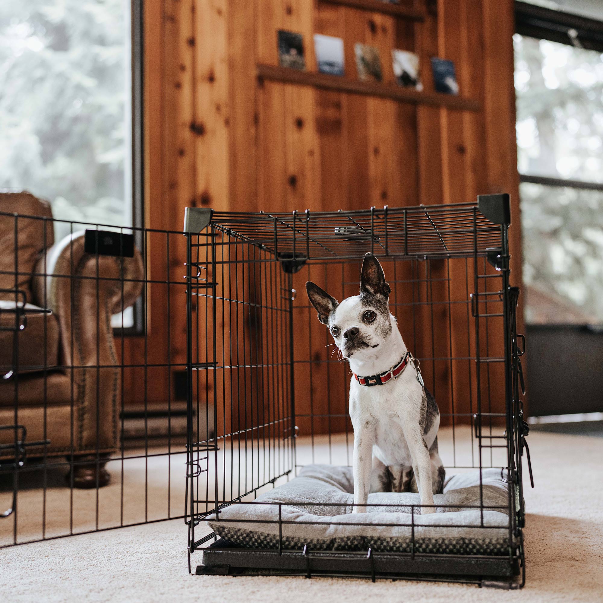 Lucky Dog Dwell Series 24" Small Kennel Secure Fenced Pet Dog Crate, Black(Used) - VMInnovations
