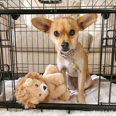 Lucky Dog Dwell Series 24" Small Kennel Secure Fenced Pet Dog Crate, Black(Used)