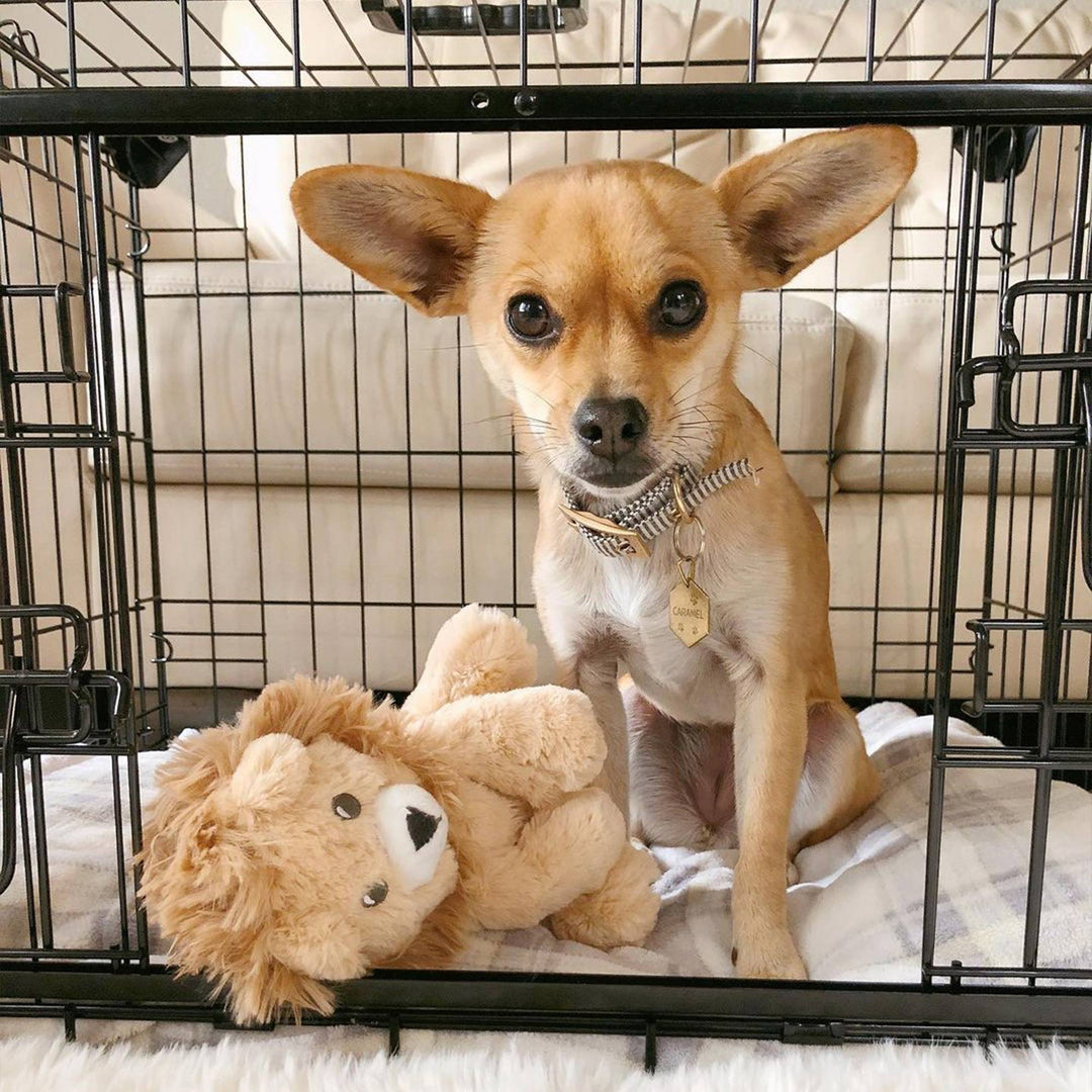 Lucky Dog Dwell Series 24" Small Kennel Secure Fenced Pet Dog Crate, Black(Used) - VMInnovations