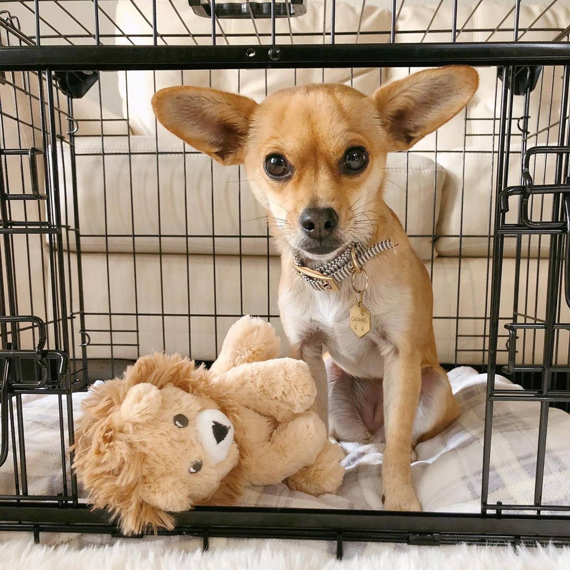 Lucky Dog Dwell Series 24" Small Kennel Secure Fenced Pet Dog Crate, Black(Used) - VMInnovations
