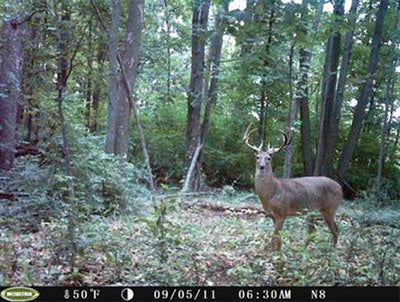 MOULTRIE Game Spy D-55IR Digital Infrared Trail Game Camera 5 MP - D55 IR