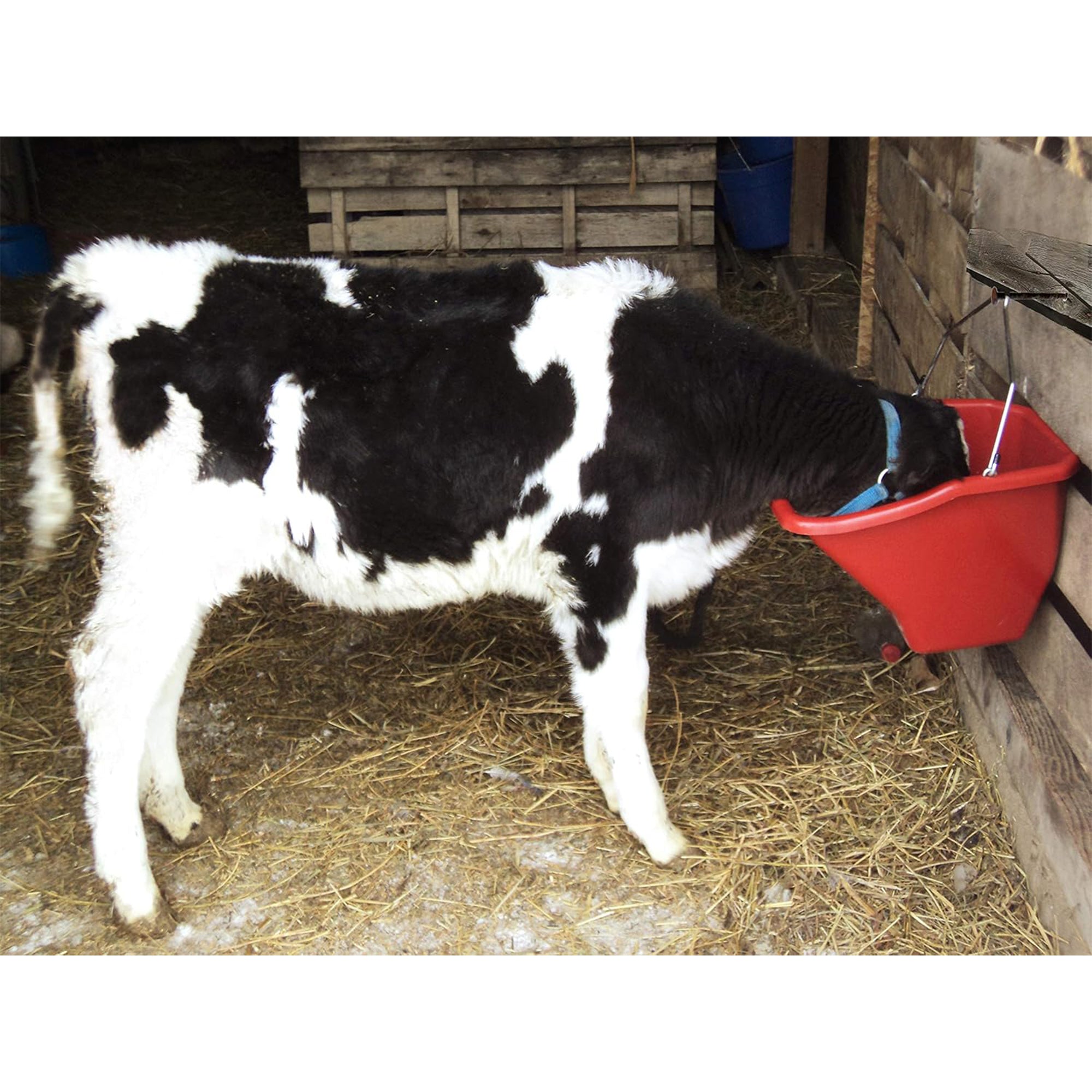 Little Giant Flat Back Plastic Horse Feed Bucket, Metal Handle, 10 Quarts, Red - VMInnovations